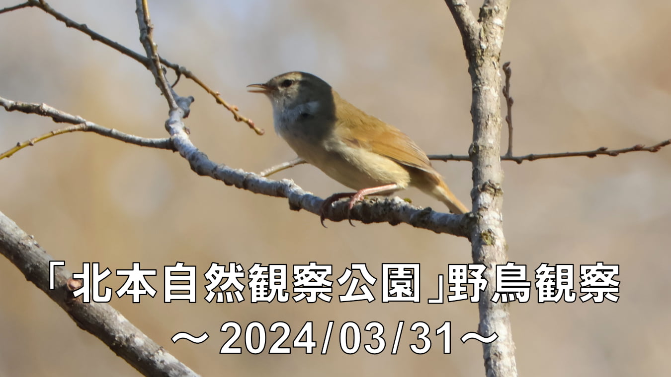 「北本自然観察公園」～2024年3月31日～