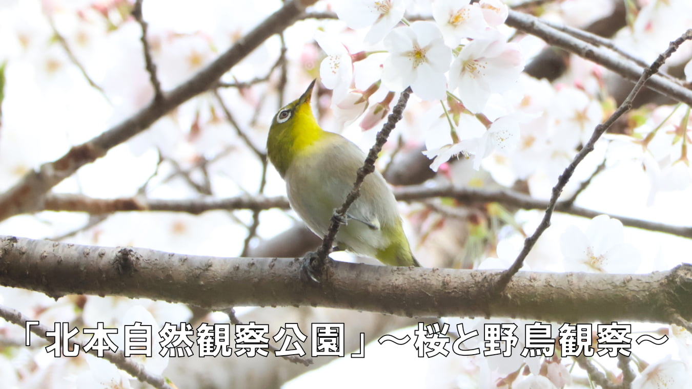 「北本自然観察公園」桜と野鳥観察