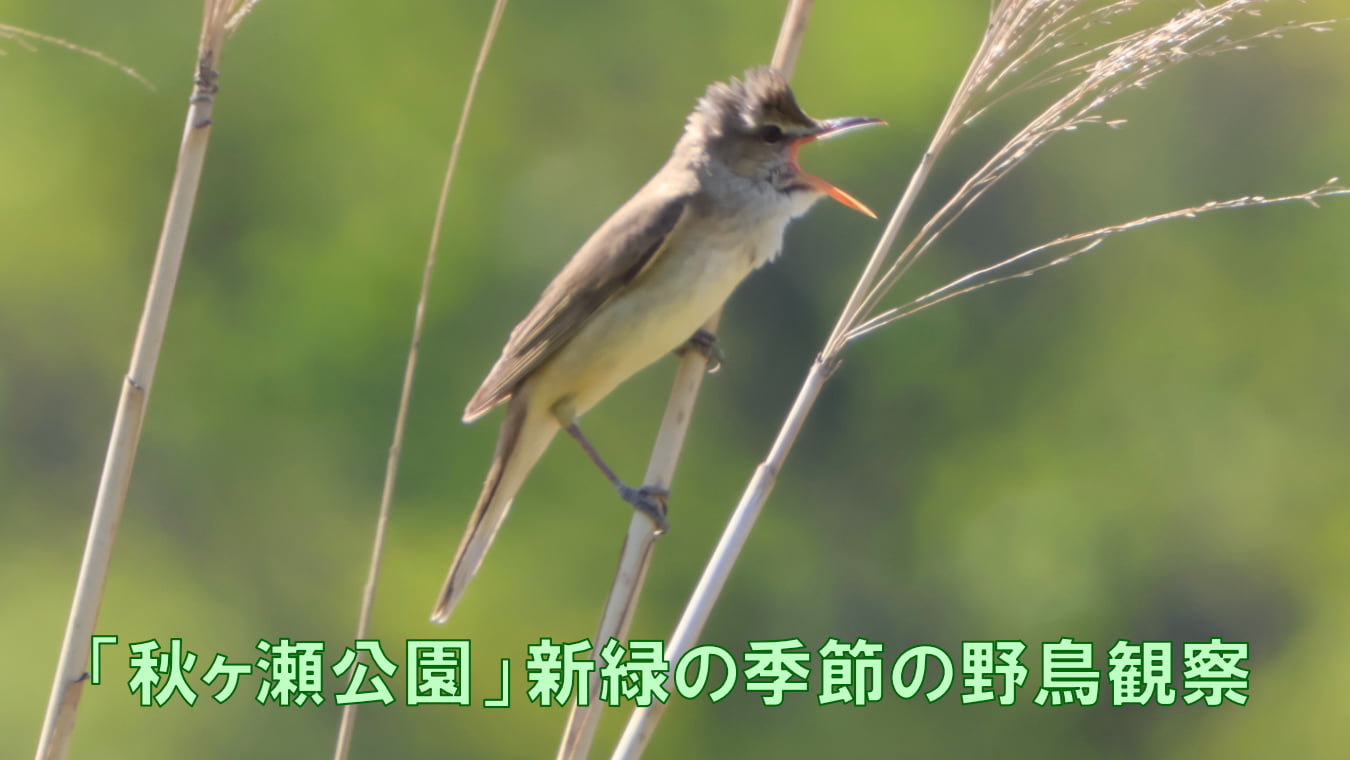 「秋ヶ瀬公園」新緑の季節の野鳥観察