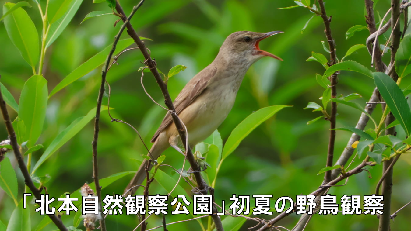 「北本自然観察公園」初夏の野鳥観察
