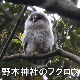 野木神社のフクロウ」巣立ち｜ミキティ・Tのブログ