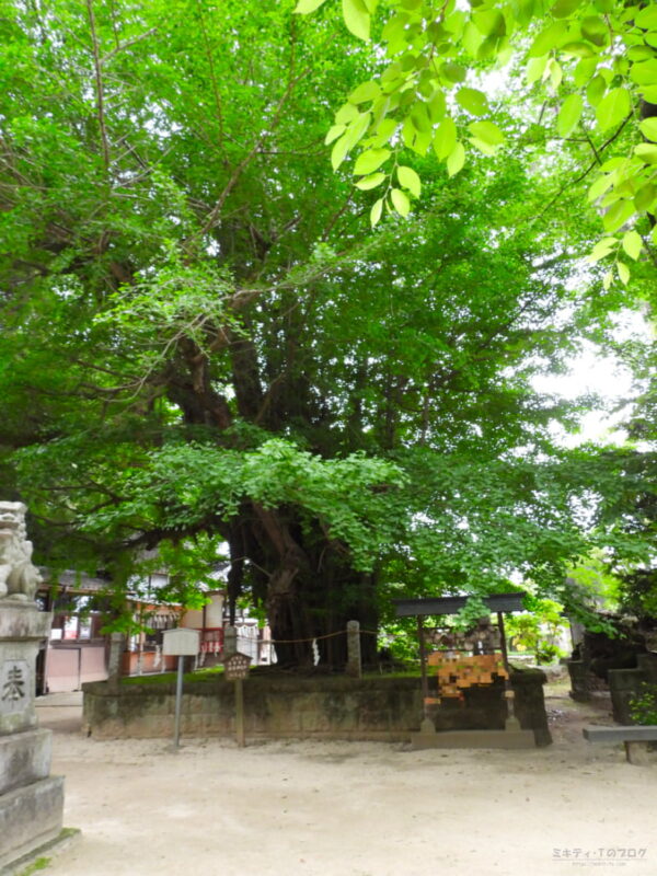 野木神社・大イチョウの木