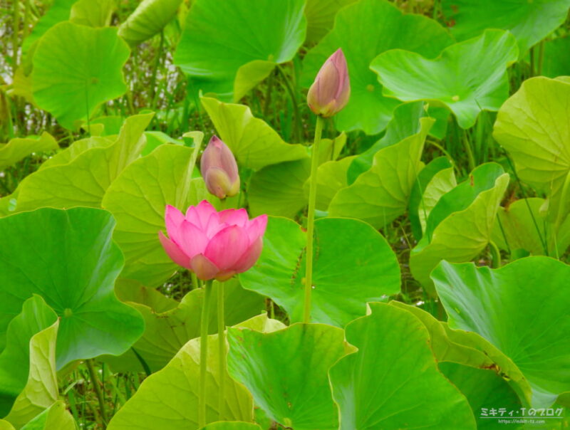 伊佐沼・ハスの花