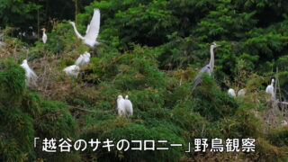 「越谷のサギのコロニー」野鳥観察