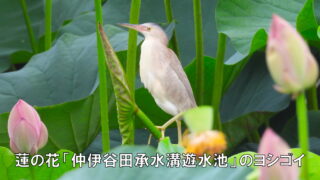 蓮の花「仲伊谷田承水溝遊水池」のヨシゴイ