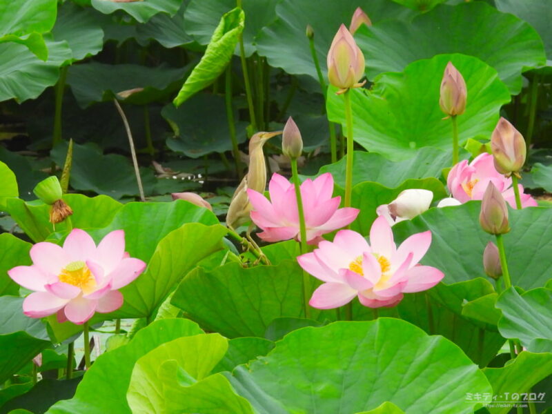 仲伊谷田承水溝遊水池・ハスの花とヨシゴイ