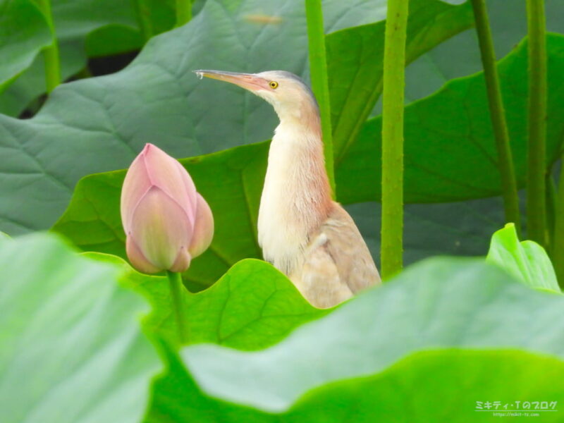 仲伊谷田承水溝遊水池・ハスの花とヨシゴイ