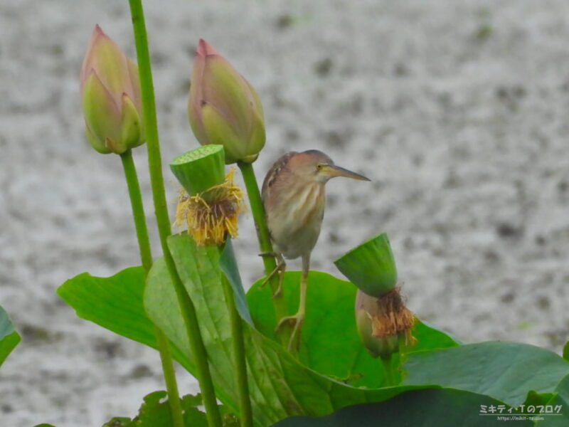 仲伊谷田承水溝遊水池・ハスの花とヨシゴイ