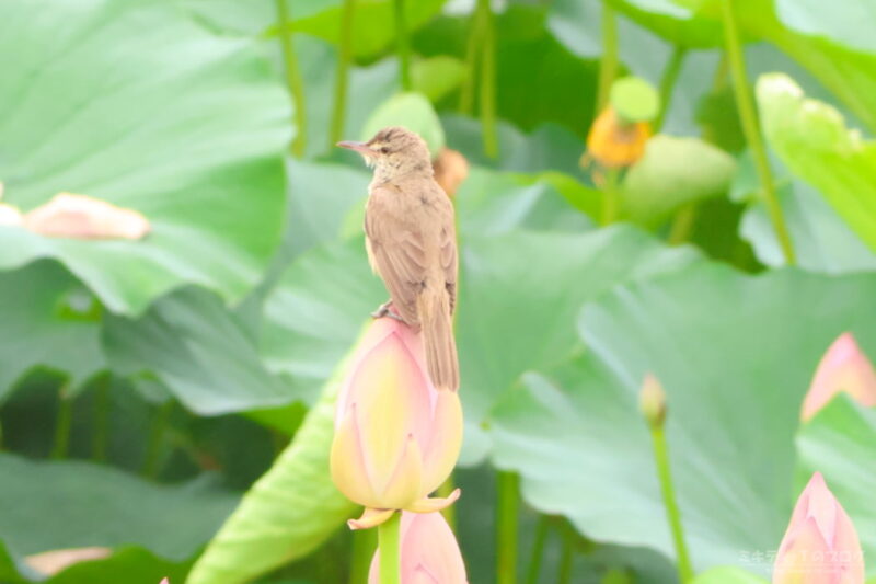 仲伊谷田承水溝遊水池・ハスの花とオオヨシキリ