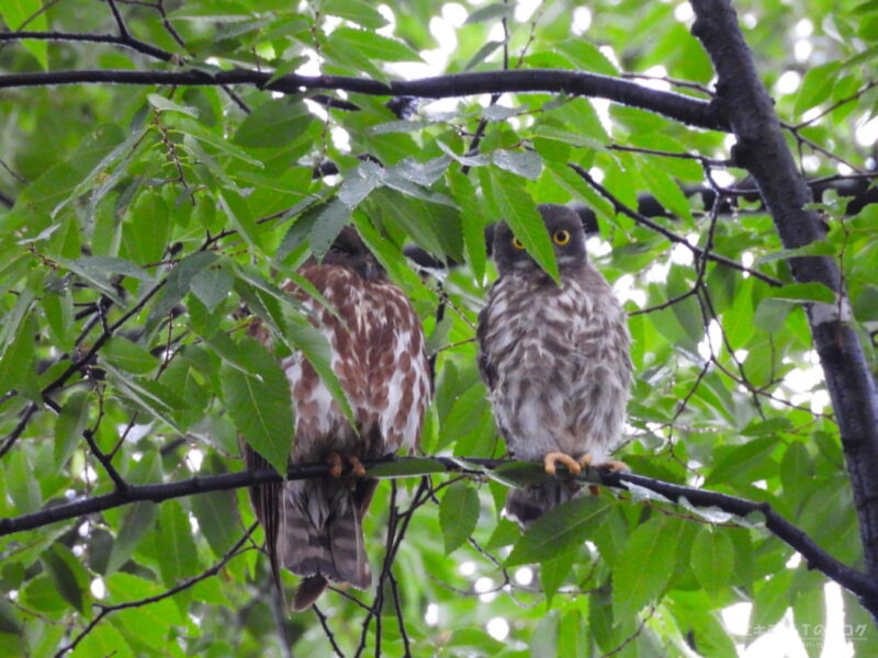 廣瀬神社・アオバズクの親子