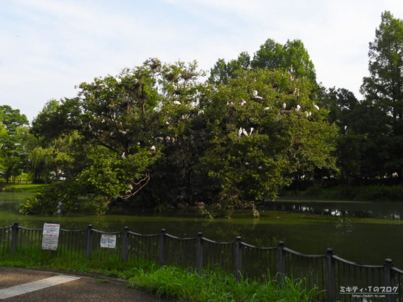 春日部市庄和総合公園・サギのコロニー