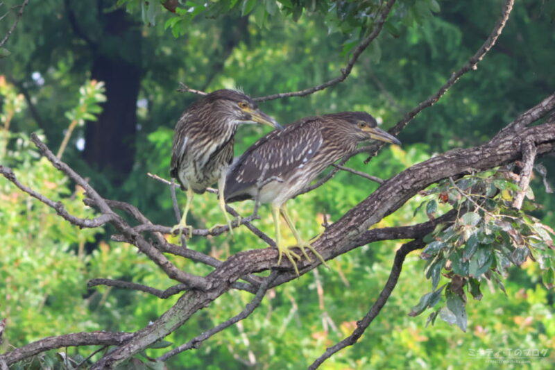 庄和総合公園・ゴイサギ（ホシゴイ）