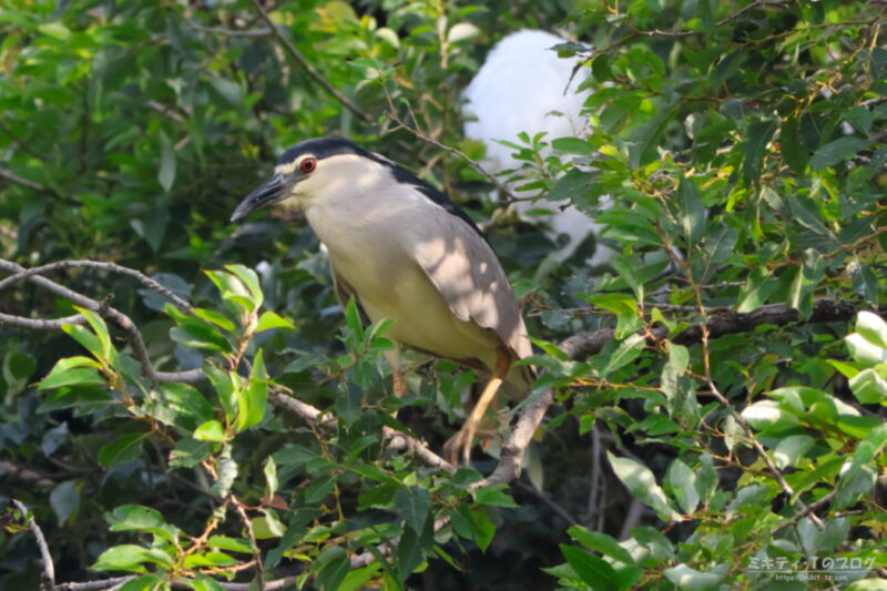 庄和総合公園・ゴイサギ