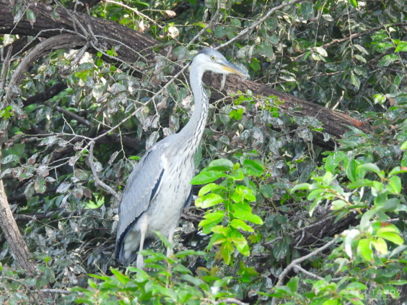 庄和総合公園・アオサギ