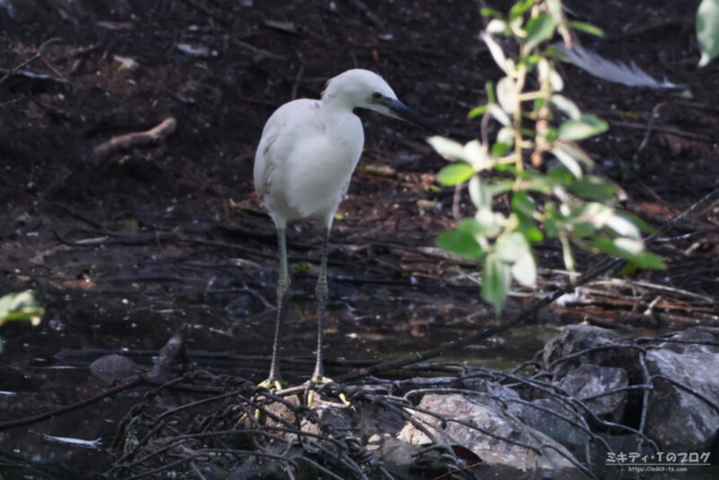 庄和総合公園・コサギ