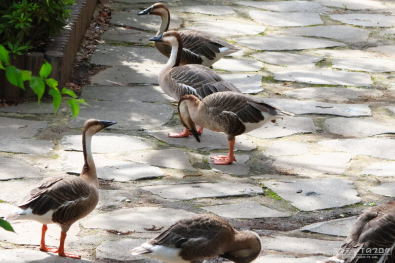 大池親水公園・サカヅラガン