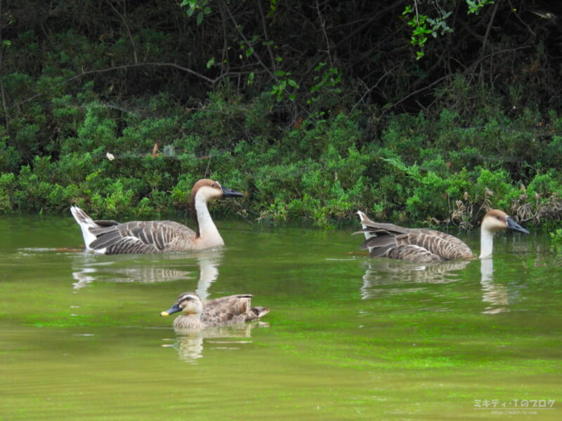 大池親水公園・サカヅラガンとカルガモ