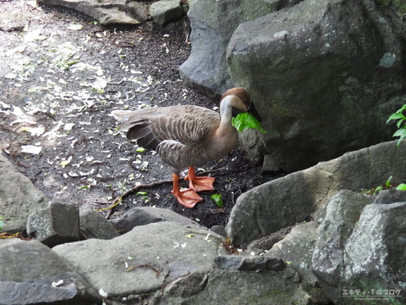 大池親水公園・レタスの葉を食べるサカヅラガン