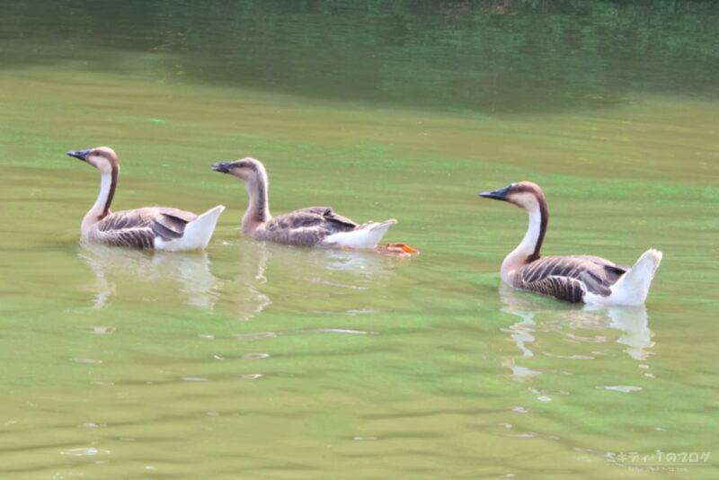 大池親水公園・サカヅラガンの親子