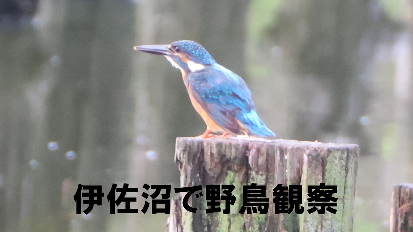 伊佐沼で野鳥観察～8月後半～