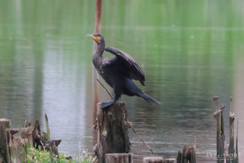 伊佐沼・翼干しをするカワウ