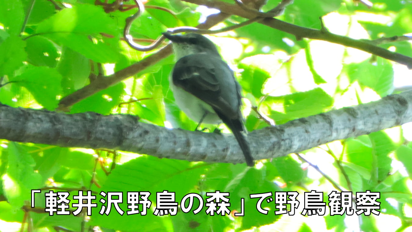 「軽井沢野鳥の森」で野鳥観察