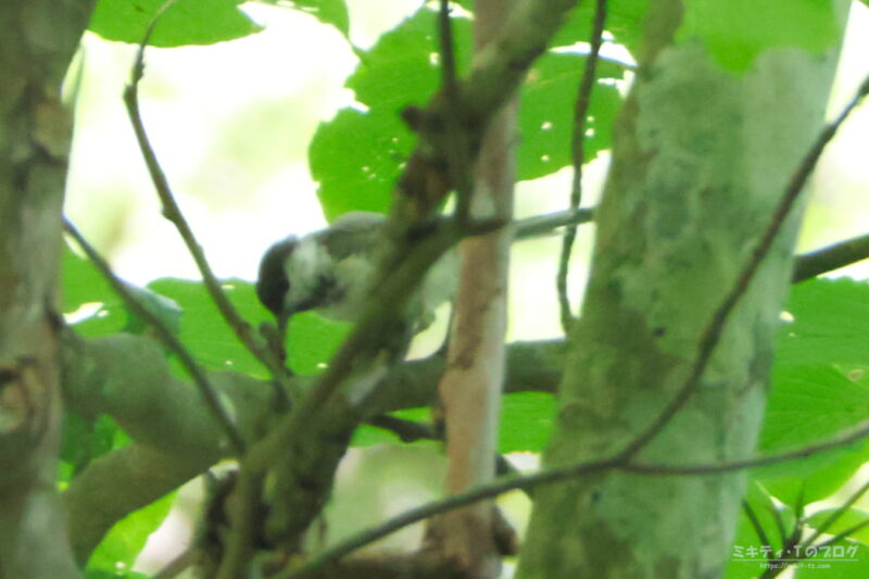 軽井沢野鳥の森・コガラ