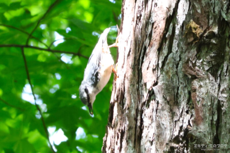 軽井沢野鳥の森・ゴジュウカラ