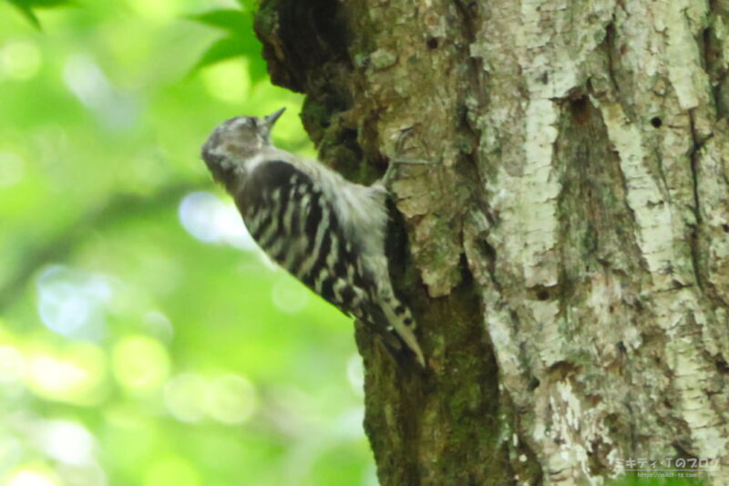 軽井沢野鳥の森・コゲラ