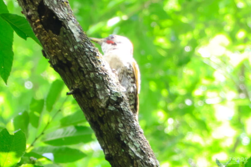 軽井沢野鳥の森・アオゲラ