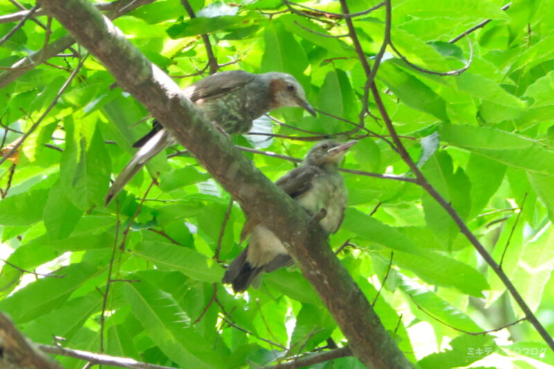 軽井沢野鳥の森・ヒヨドリの親子