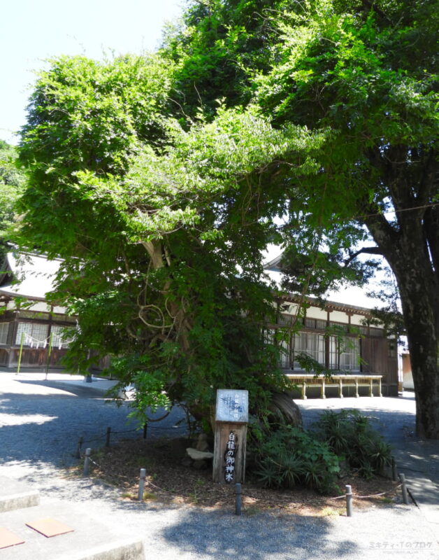 白浜神社（伊古奈比咩命神社）・御神木