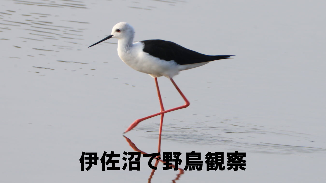 伊佐沼で野鳥観察～2024年9月上旬～