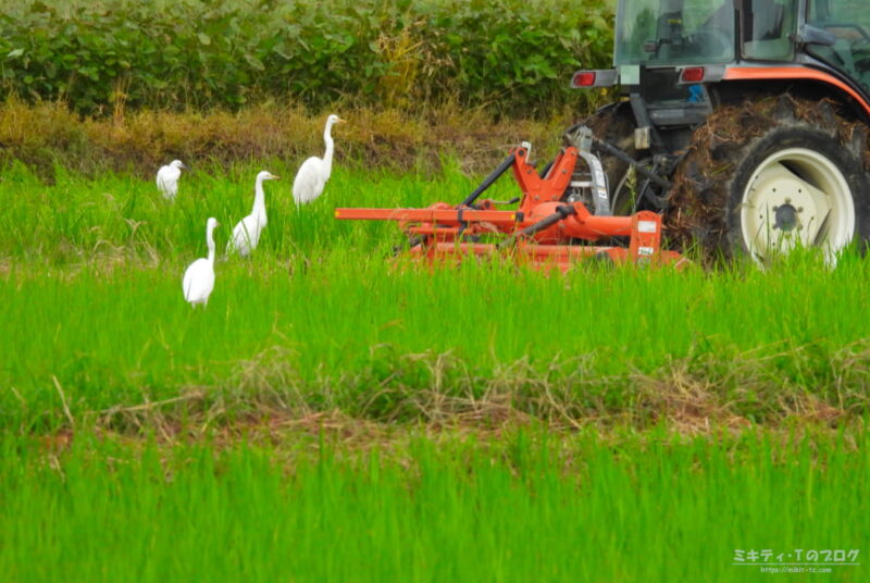 伊佐沼・田んぼのトラクターの後をついてくるシラサギ達