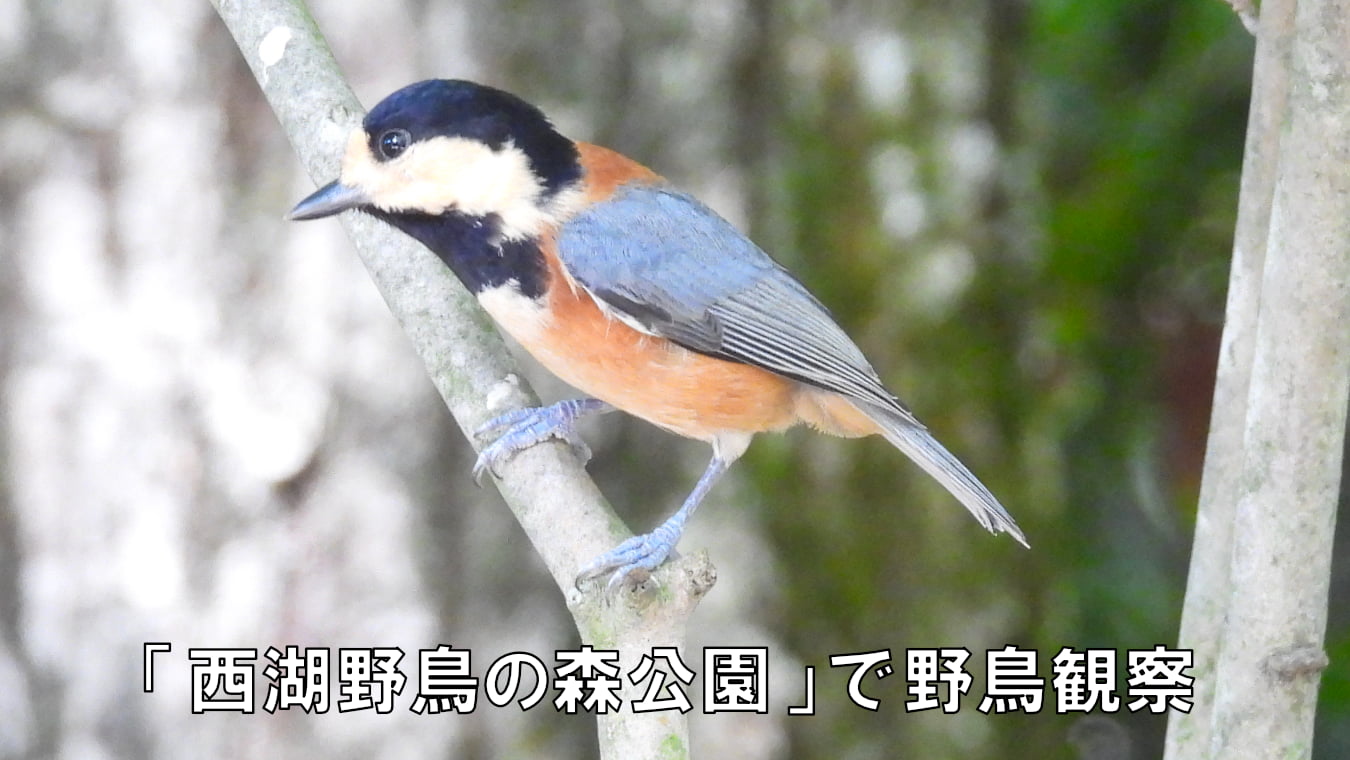 「西湖野鳥の森公園」で野鳥観察