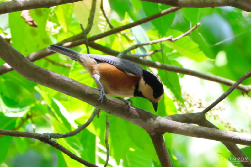 西湖野鳥の森公園・ヤマガラ