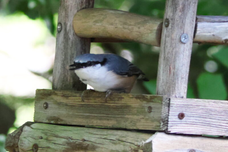 西湖野鳥の森公園・ゴジュウカラ