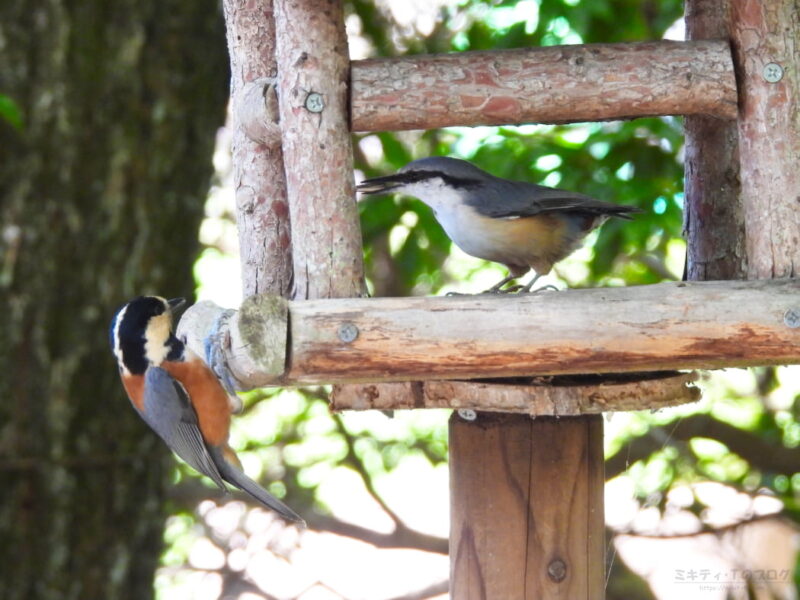 西湖野鳥の森公園・ヤマガラとゴジュウカラ