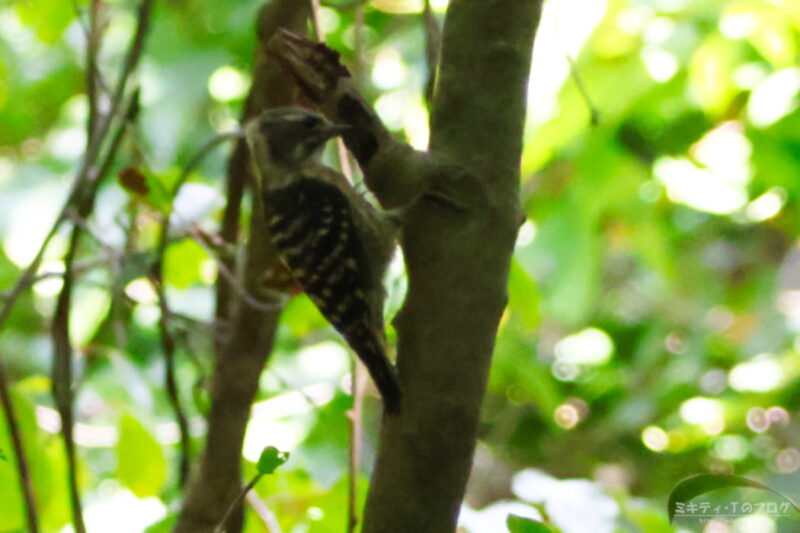 西湖野鳥の森公園・コゲラ