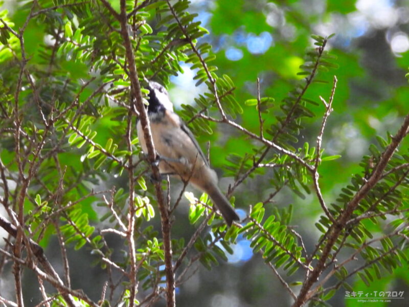 西湖野鳥の森公園・ヒガラ