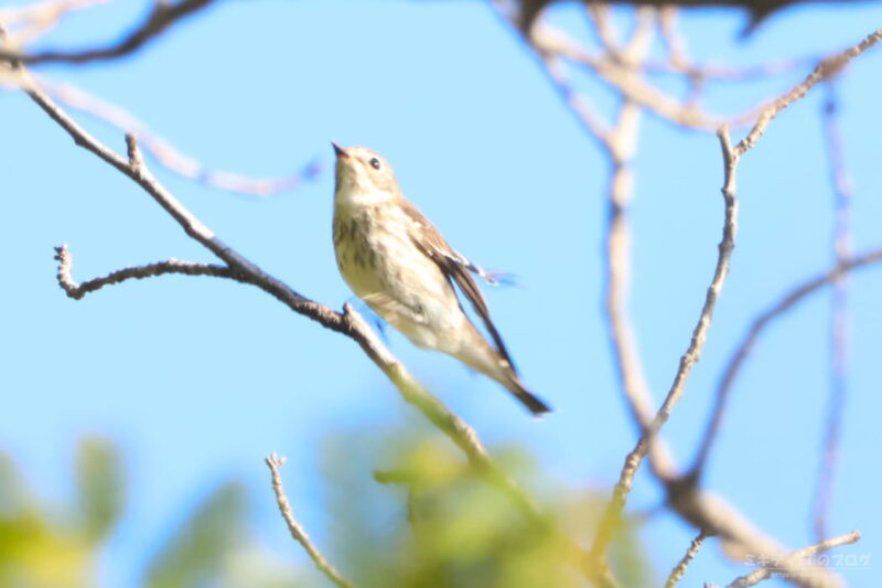 伊佐沼公園・エゾビタキ