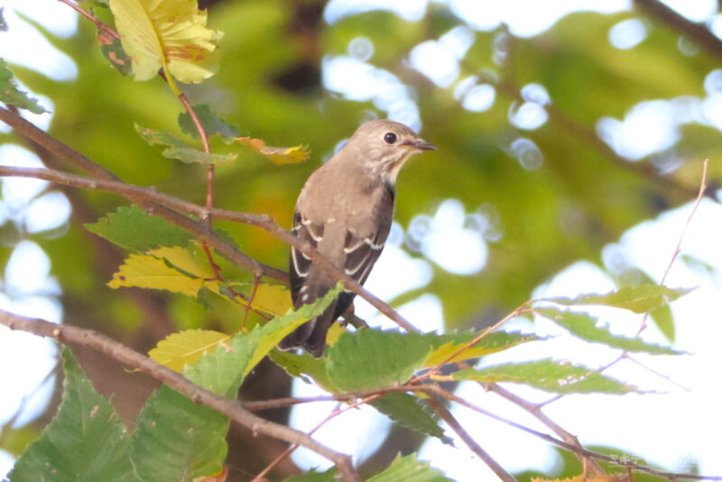 伊佐沼公園・エゾビタキ