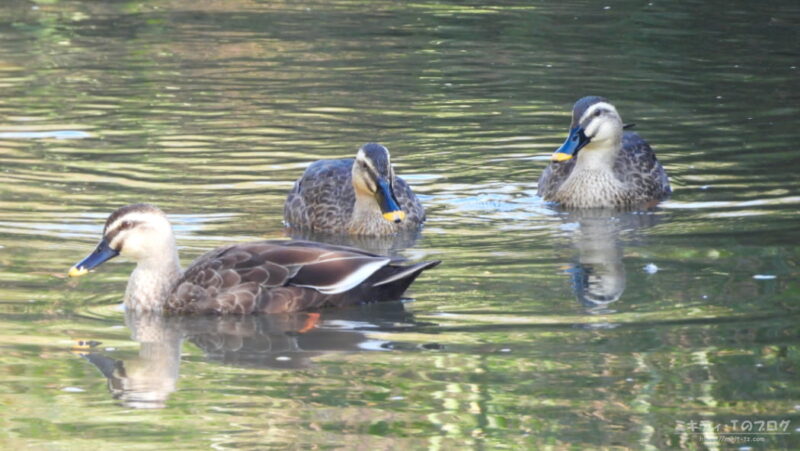 伊佐沼脇の公園水路・カルガモ