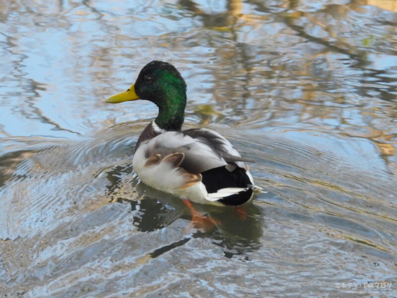 伊佐沼脇の公園水路・マガモ（オス）