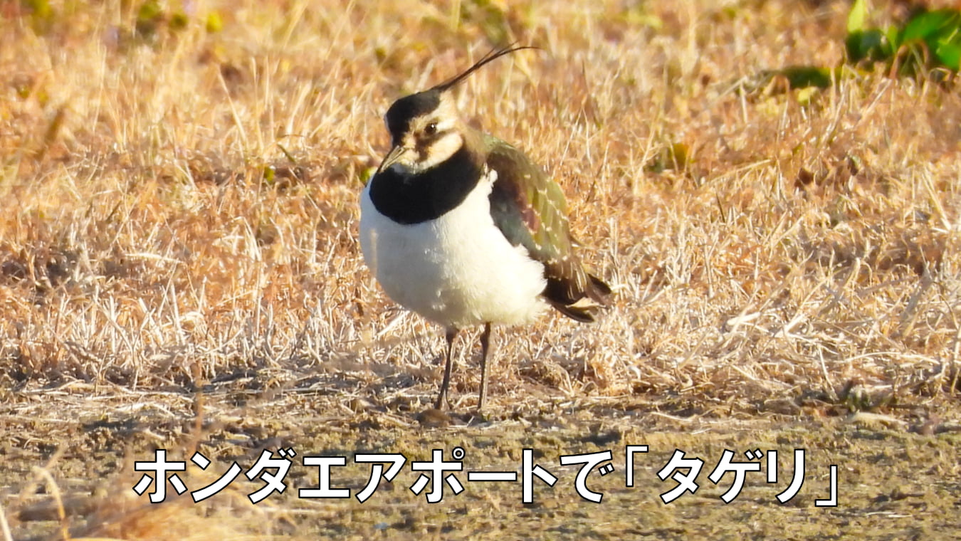 ホンダエアポートで「タゲリ」