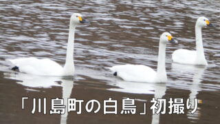 「川島町の白鳥」初撮り