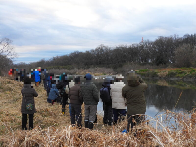 川島町白鳥飛来地・コハクチョウを撮影している大勢のカメラマン