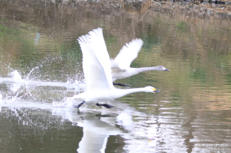 川島町白鳥飛来地・コハクチョウ飛び立ち