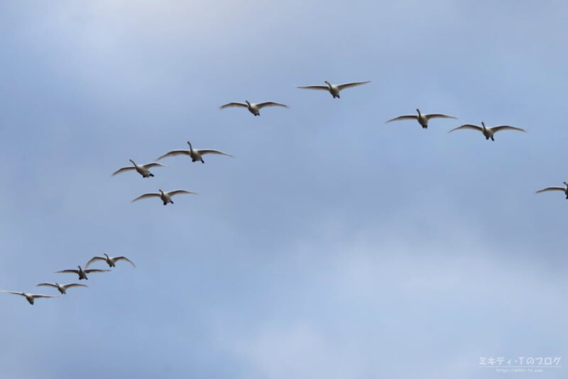 川島町白鳥飛来地・コハクチョウ