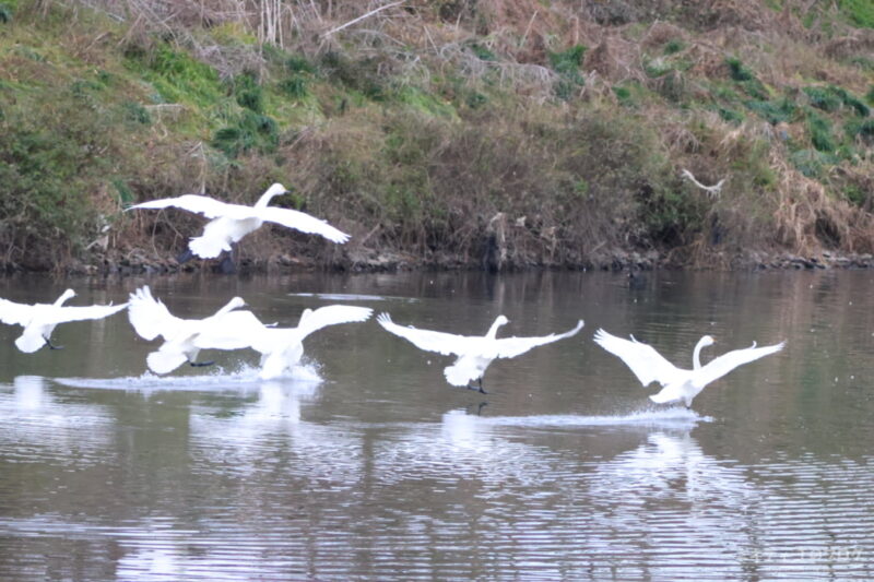 川島町白鳥飛来地・コハクチョウ